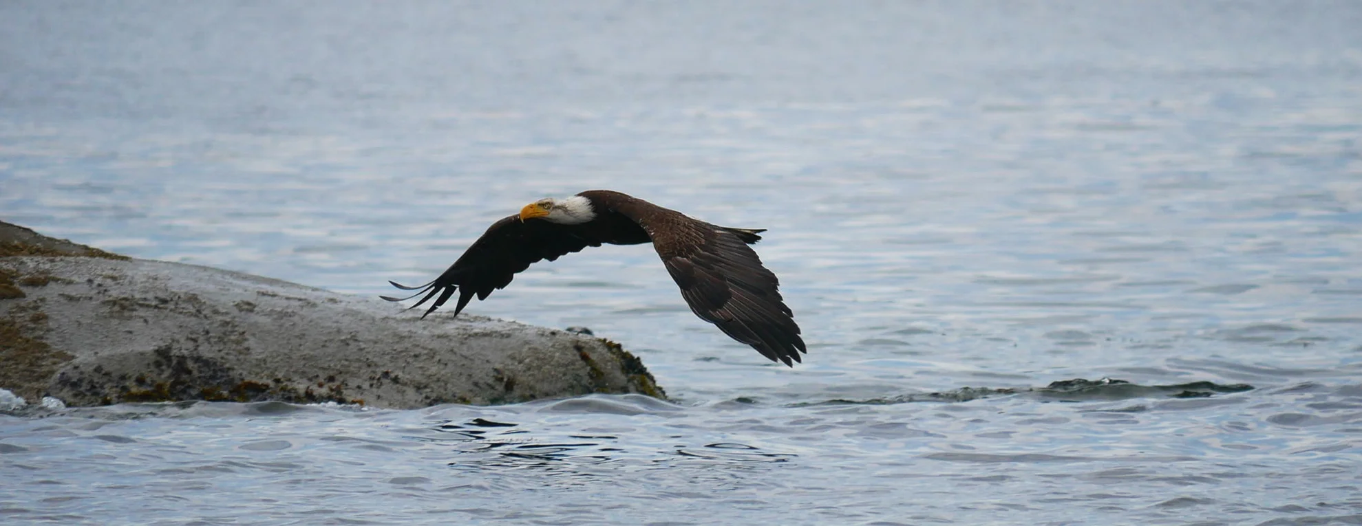 Bald Eagle coming in to land. Photo by Val Watson.
