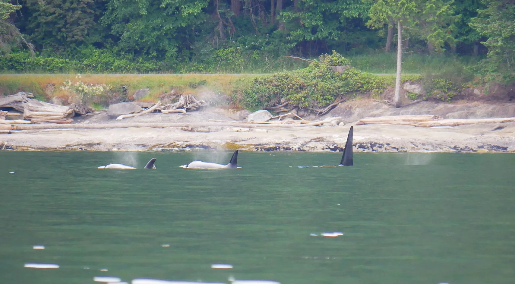 Orcas coming up for a breath. Photo by Rebeka Pirker