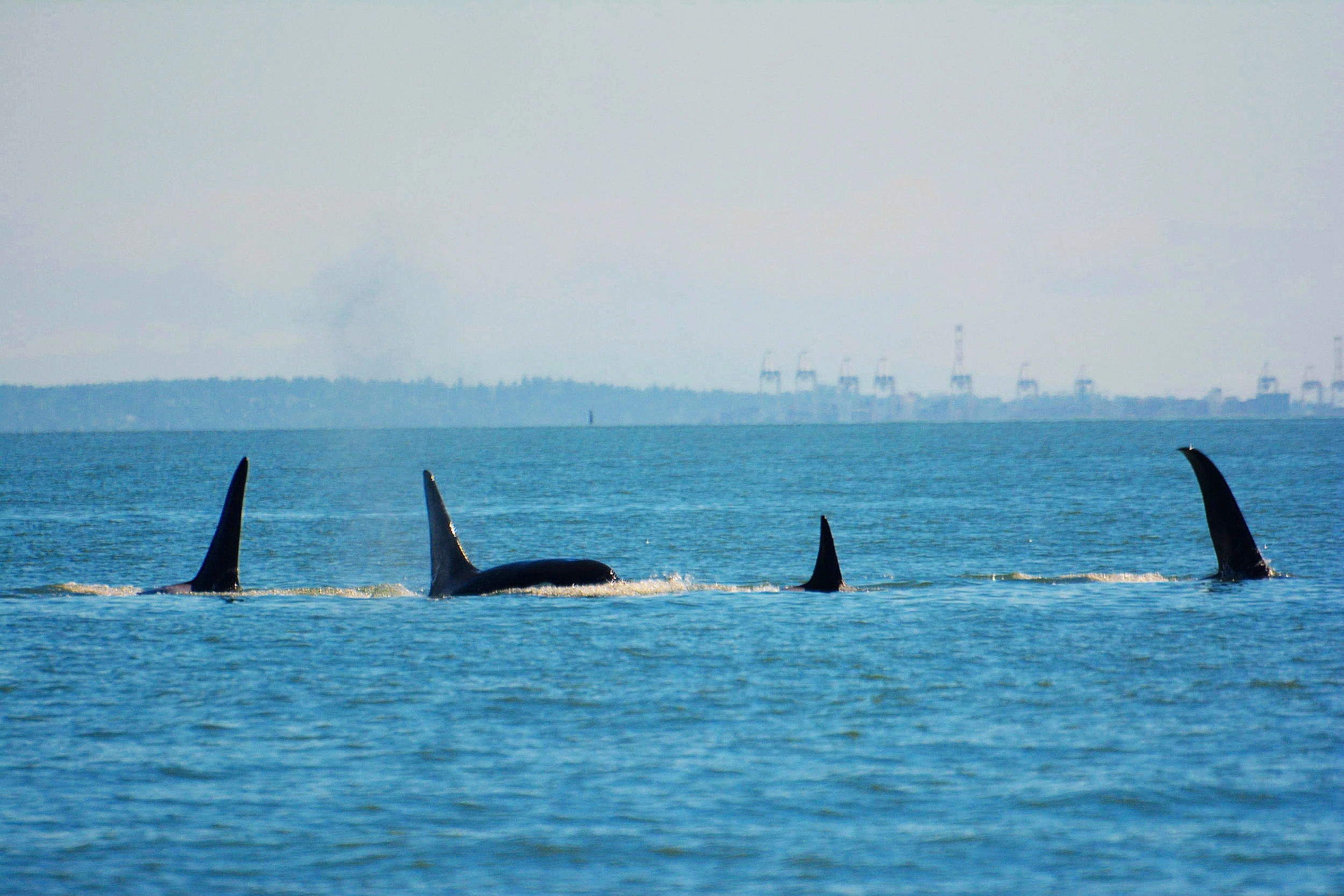 June 15, 2019 - T101's off Sturgeon Bank