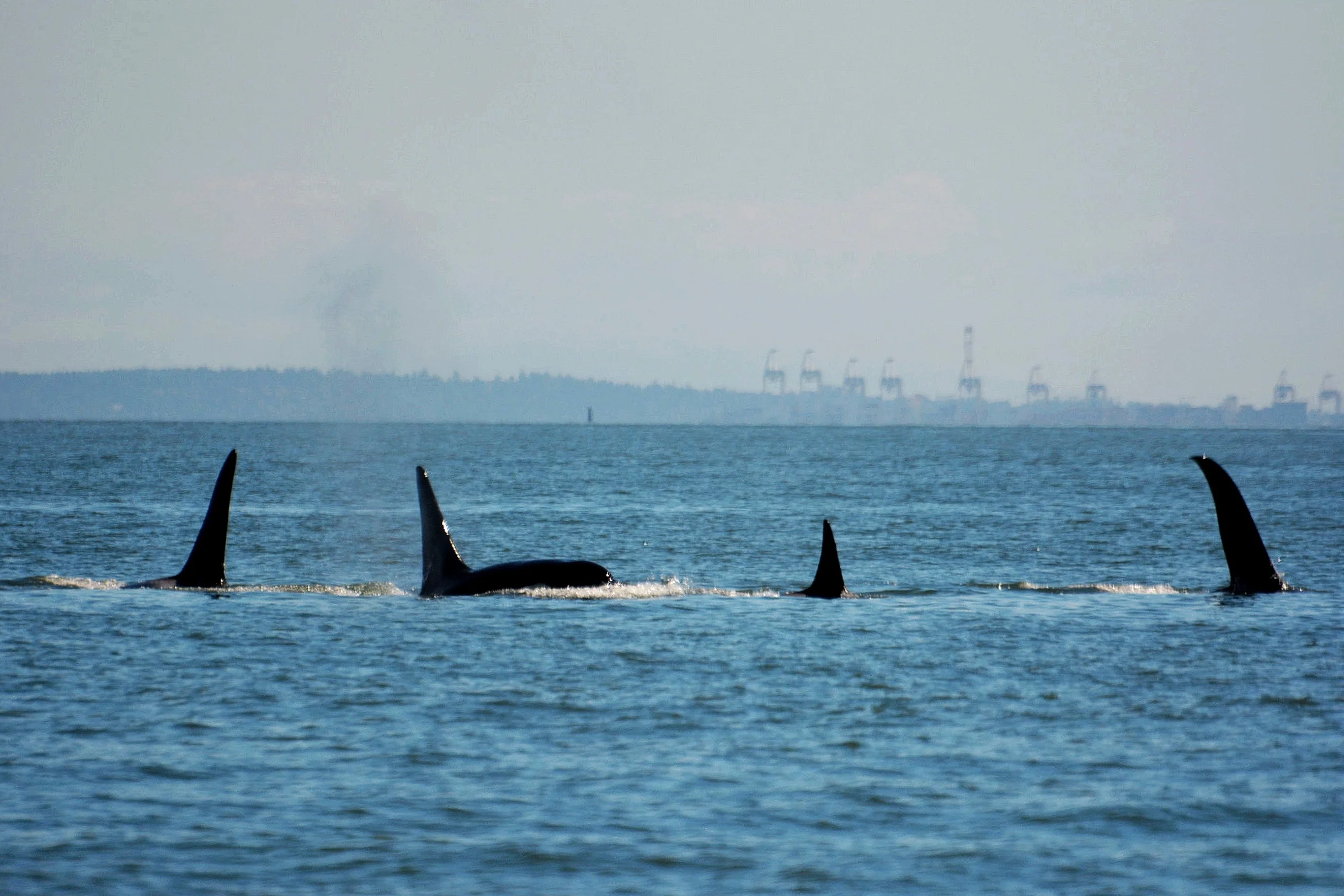 From left to right: Lagoon (T101B), Rush (T101A), Reef (T101), Beardslee (T102). Photo by Val Watson.