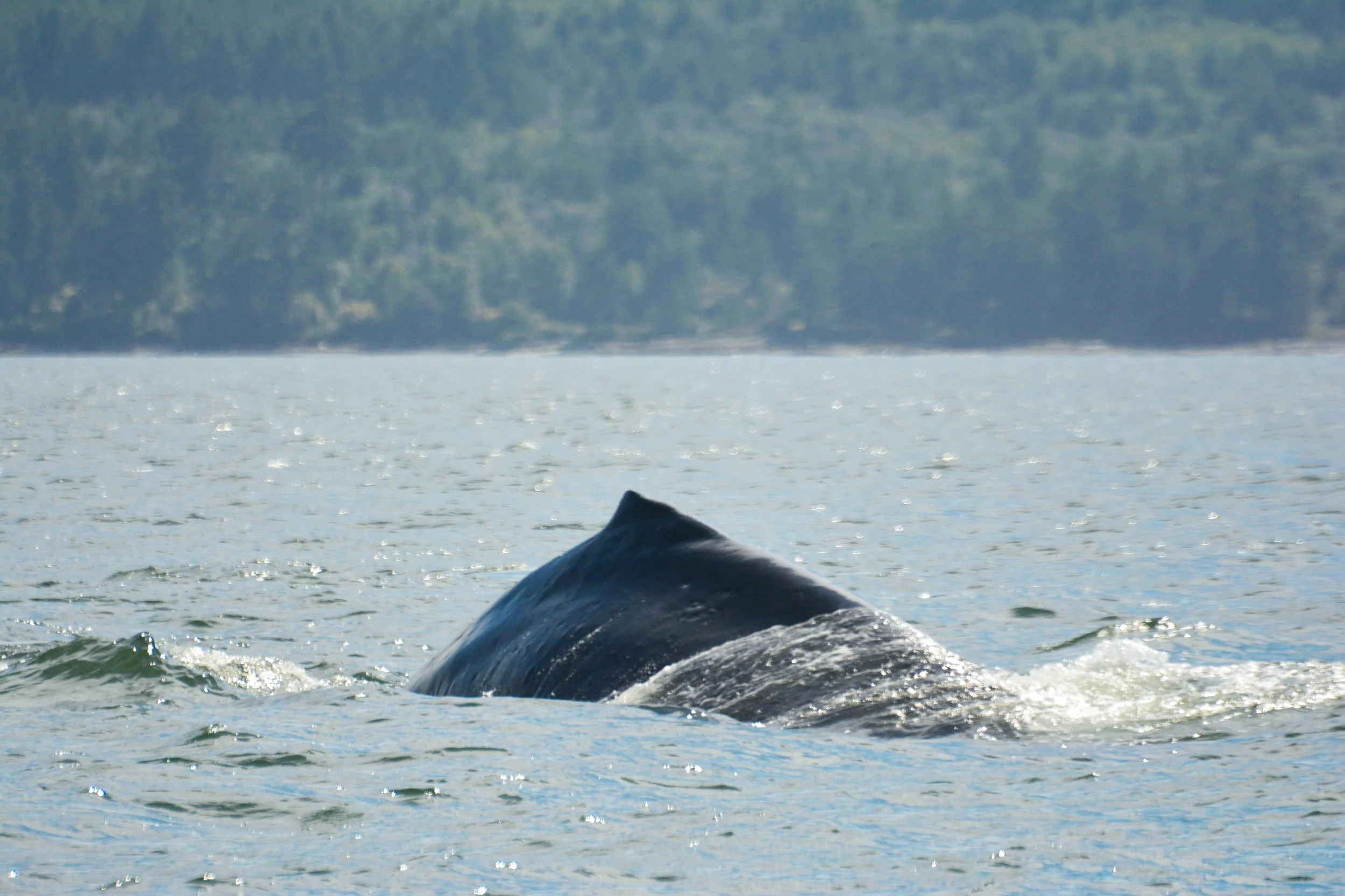 June 13, 2019 - T49A's in the Belle Chain Inlets, Humpbacks in the Strait!