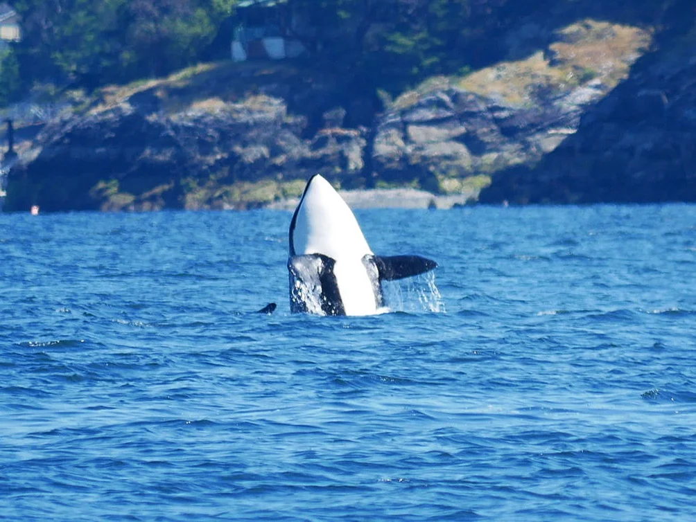 June 16, 2019 - T124C, T124'S, T46, and T65a's along the Sunshine Coast!