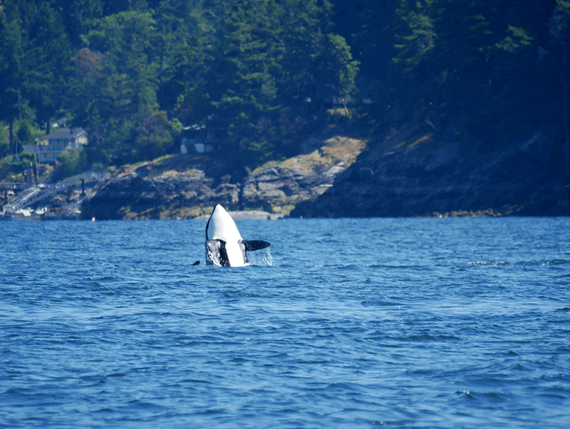 Breaching action! Photos by Rebeka Pirker.