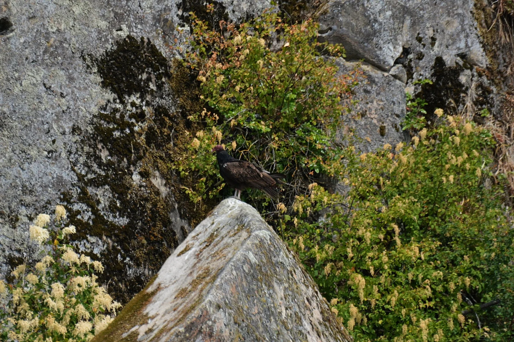 Turkey Vulture, Gabriola Bluffs. Photo by Rodrigo Menezes.