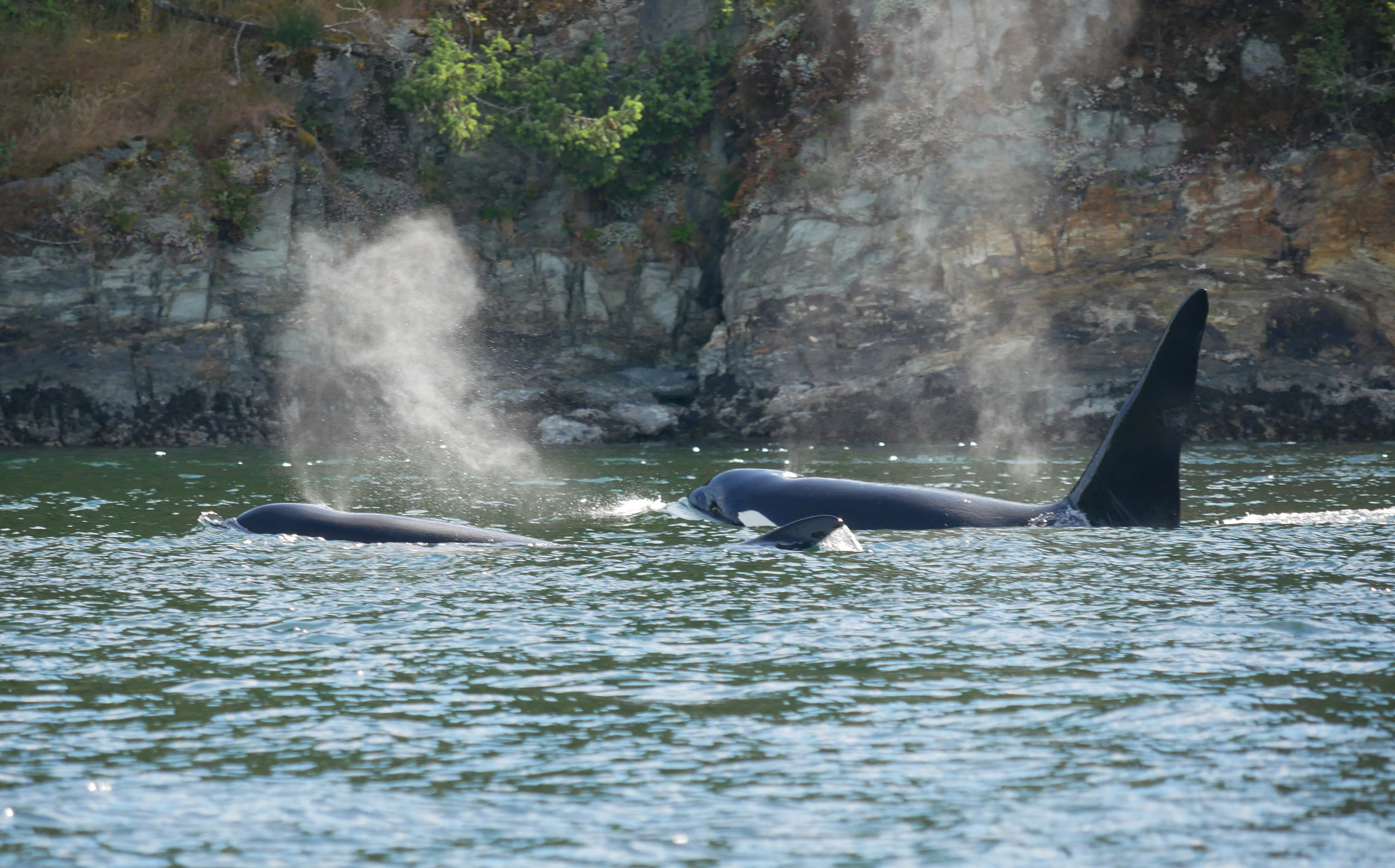 June 17, 2019 - T46's, T46B, T65's, T75 and T75A