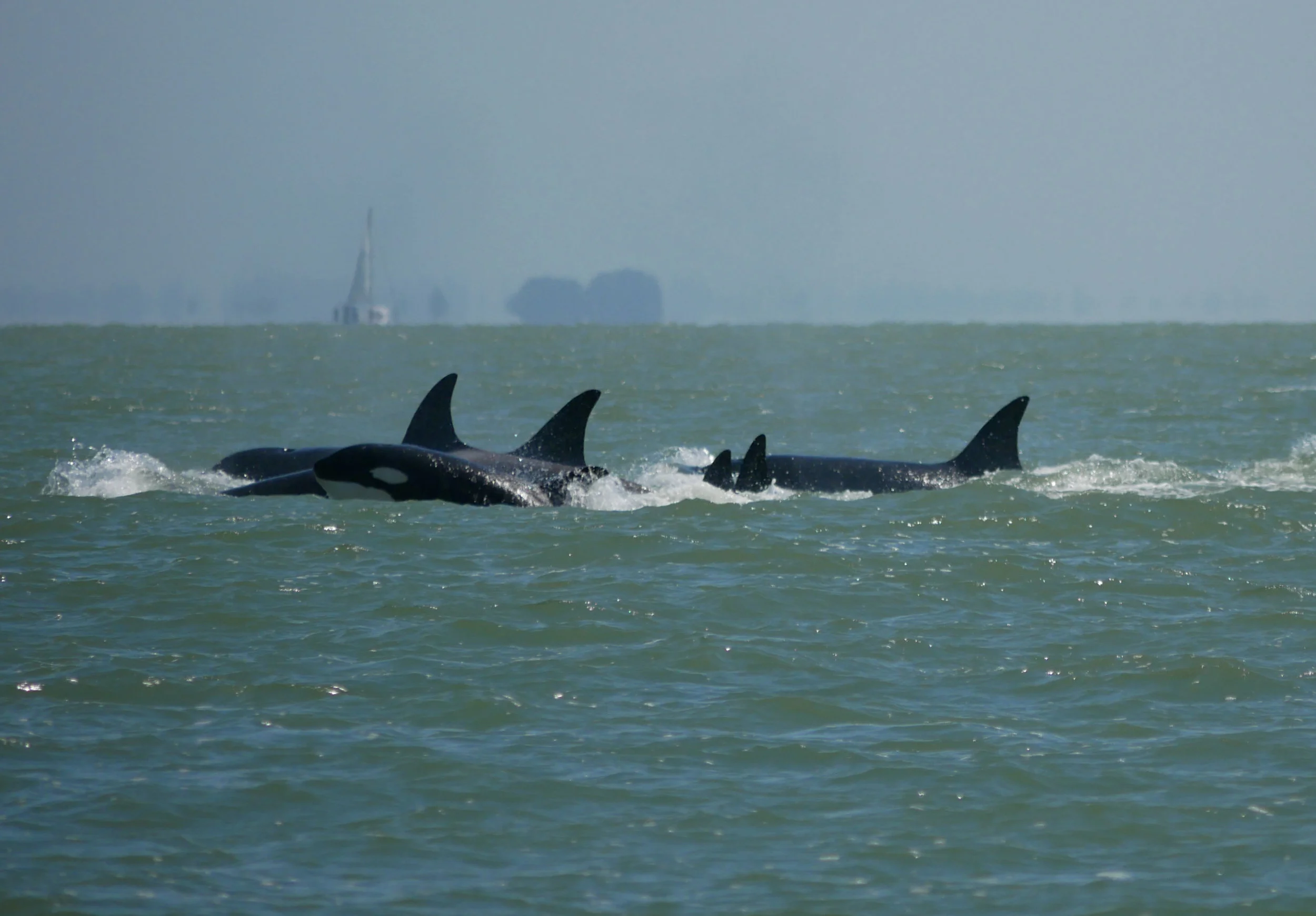 June 21, 2019 - T-Party with the T65A's, T36A's, T124A's and T77A! 