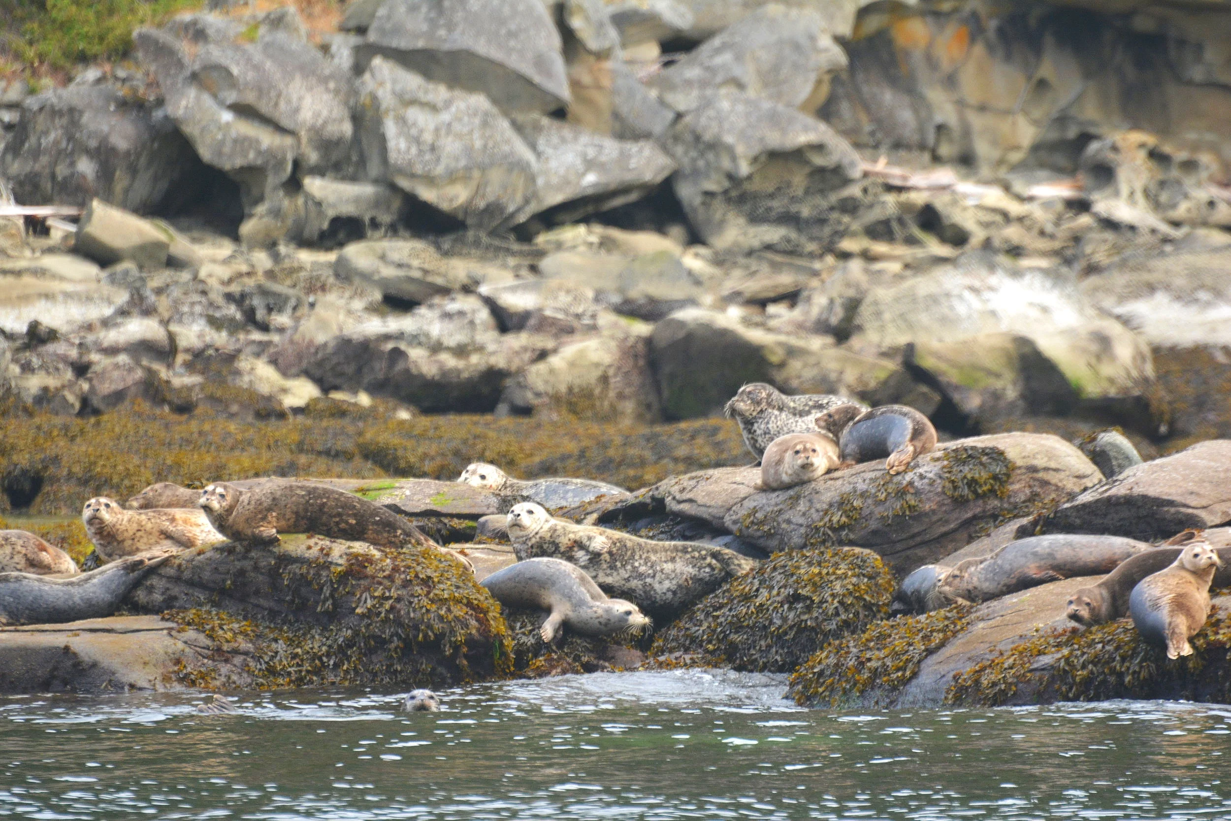 Harbour seals working on their tan. Photo by Rebeka Pirker.