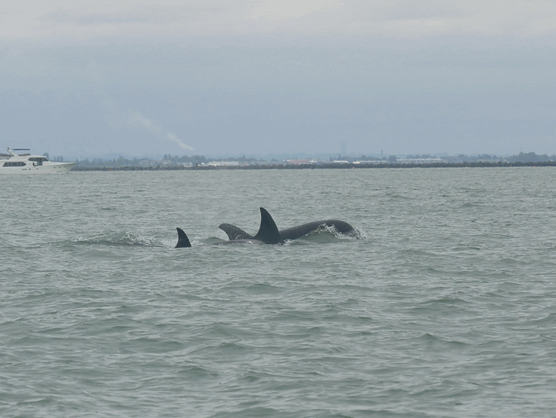 Orcas porpoising through the strait. Photo by Cheyenne Brewster.