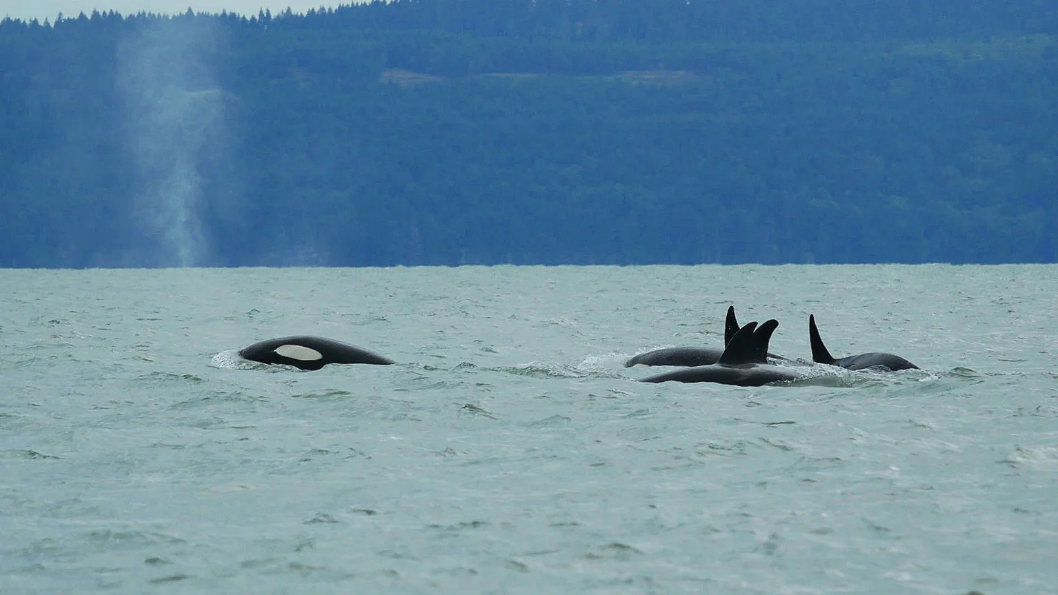 Whale pile! 5 in one photo. Photo by Cheyenne Brewster (3:30).