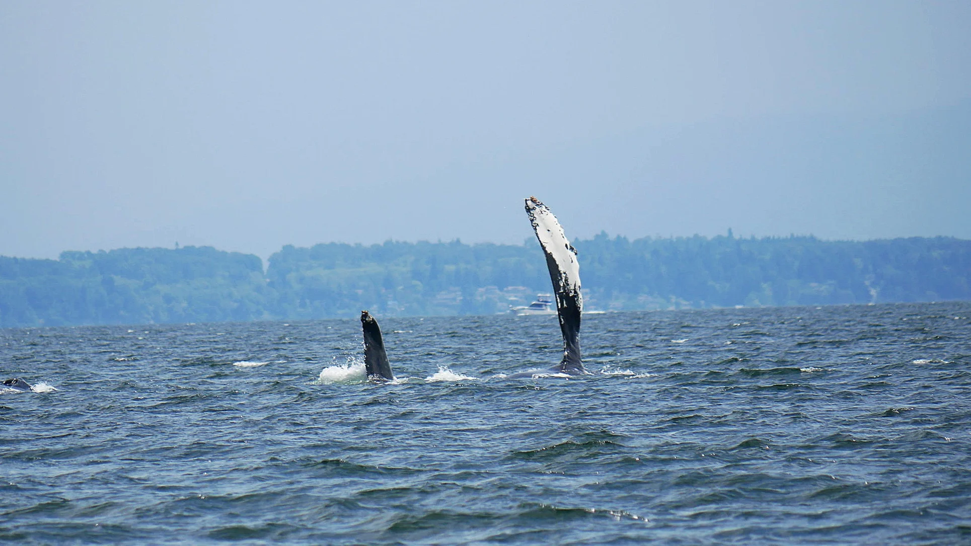 Divot (BCX1057) and another humpback getting ready for a pec slap. Photo by Rebeka Pirker