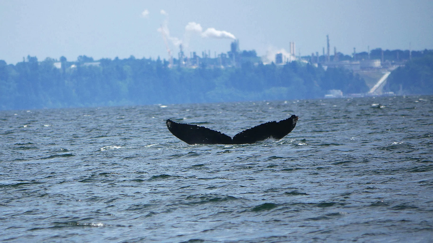 Divot finally gave us a really clear fluke shot! photo by Rebeka Pirker.