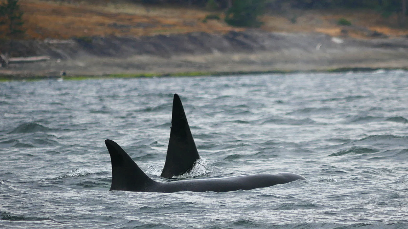 Copper has a pretty distinct notch in the top of his fin, can you see it? Photo by Val Watson