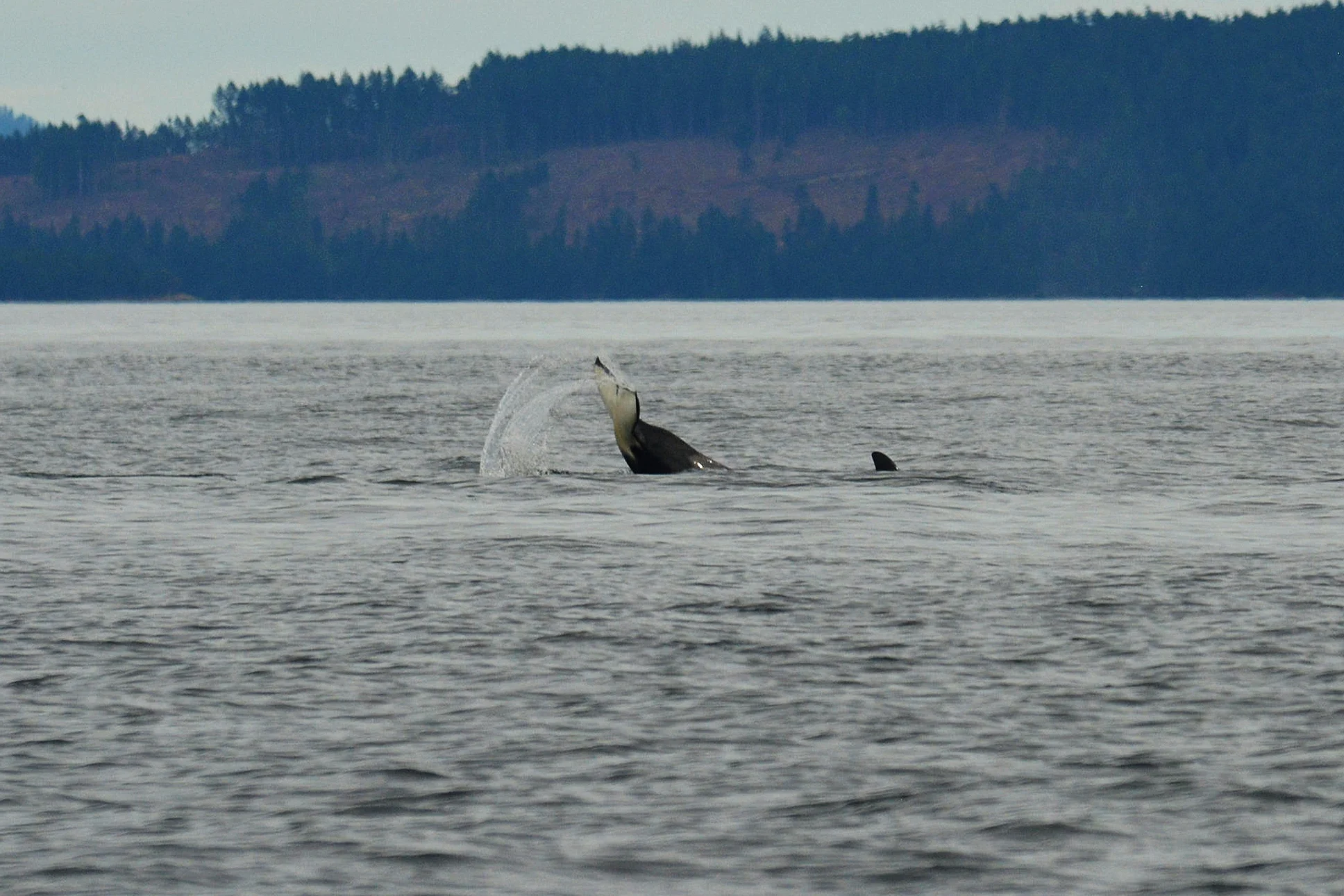 Tail slap action!Photo by Rebeka Pirker