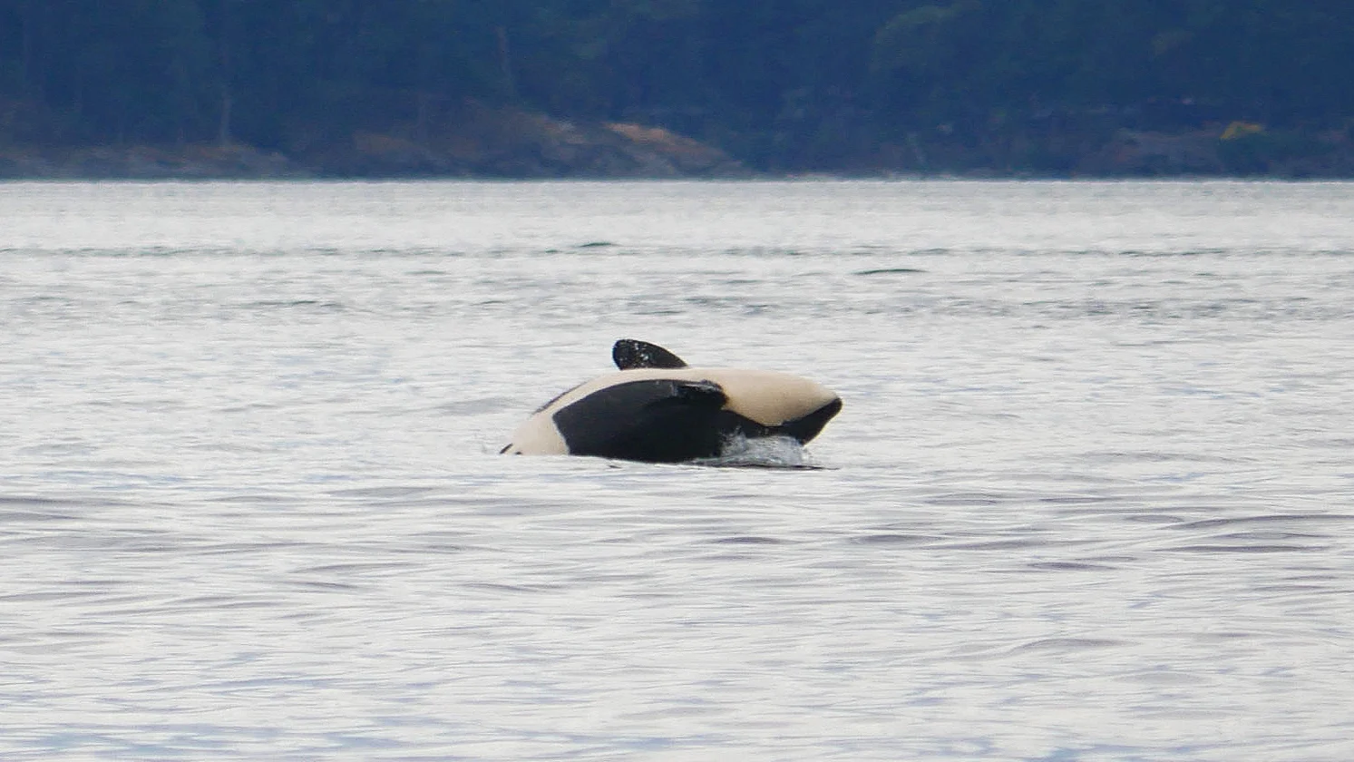 Breaching time! Photo by Val Watson