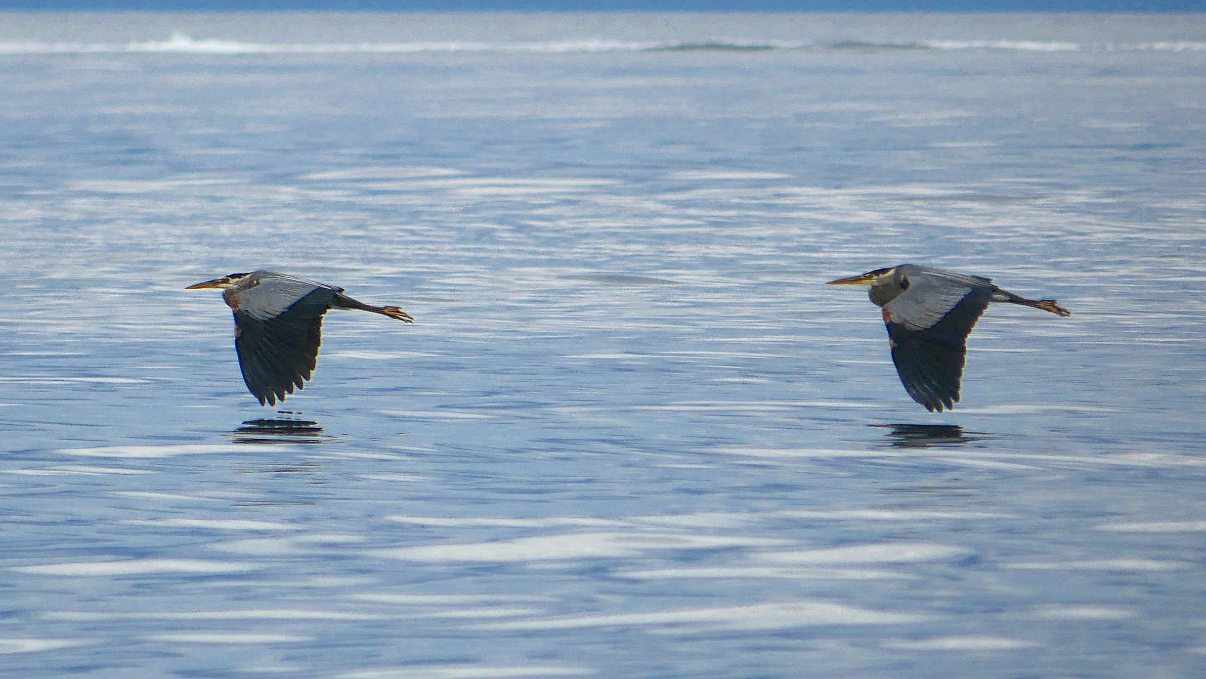 Herons are a common sighting on our tours! Photo by Val Watson