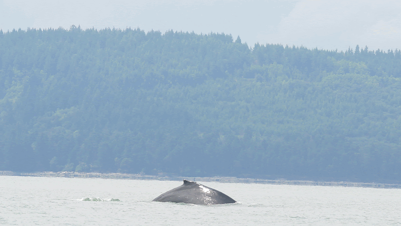 Going for a dive! Photo by Cheyenne Brewster.