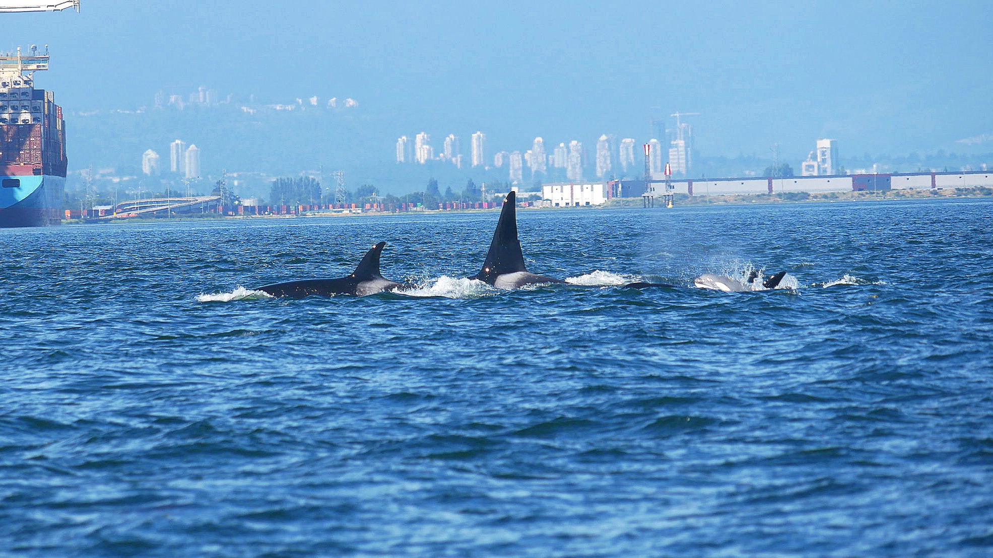 June 29, 2019 - Humpbacks and a White Whale in the Georgia Strait