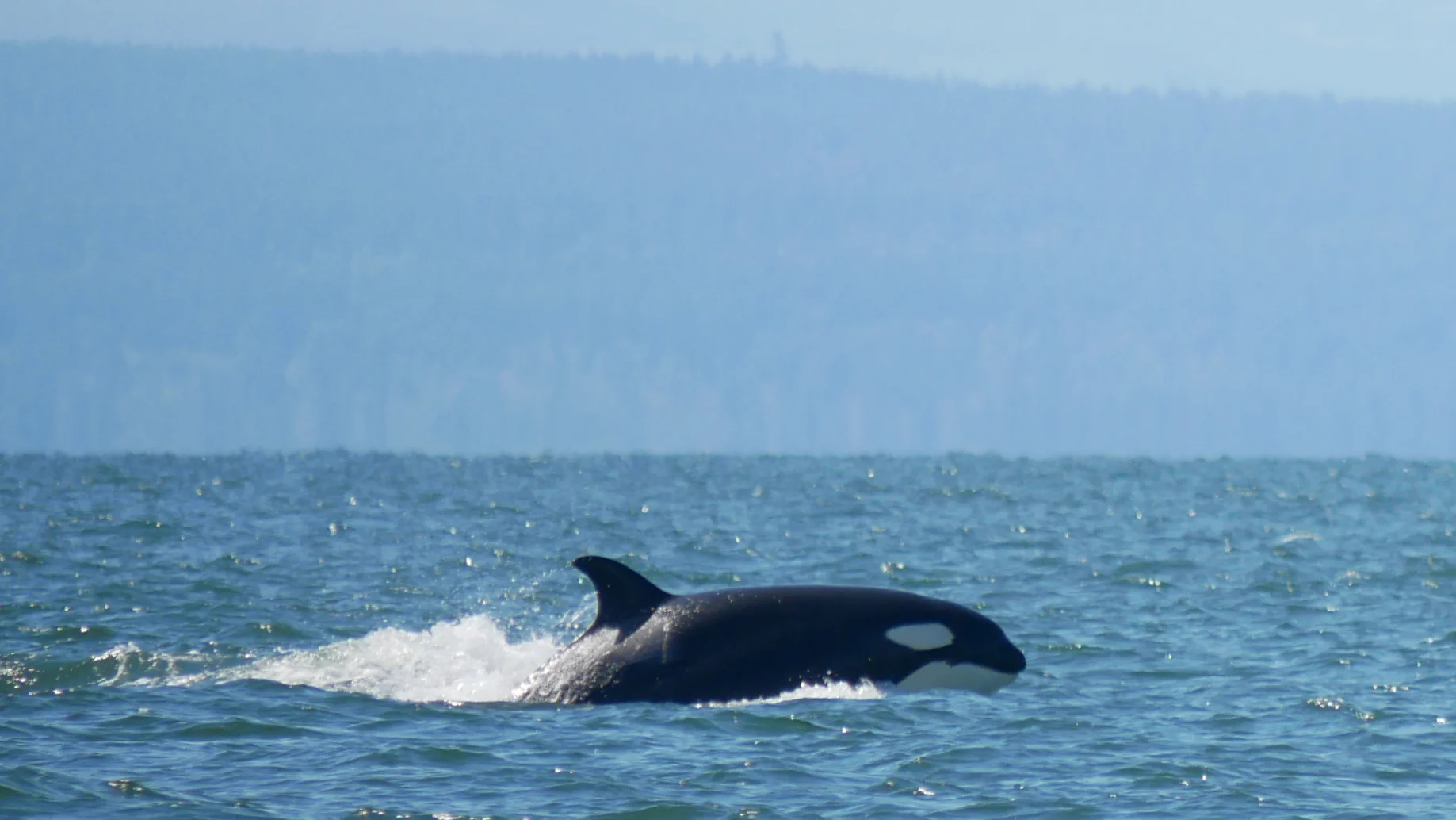 June 30, 2019 - Sunny day out on the water with tons of transient orca!