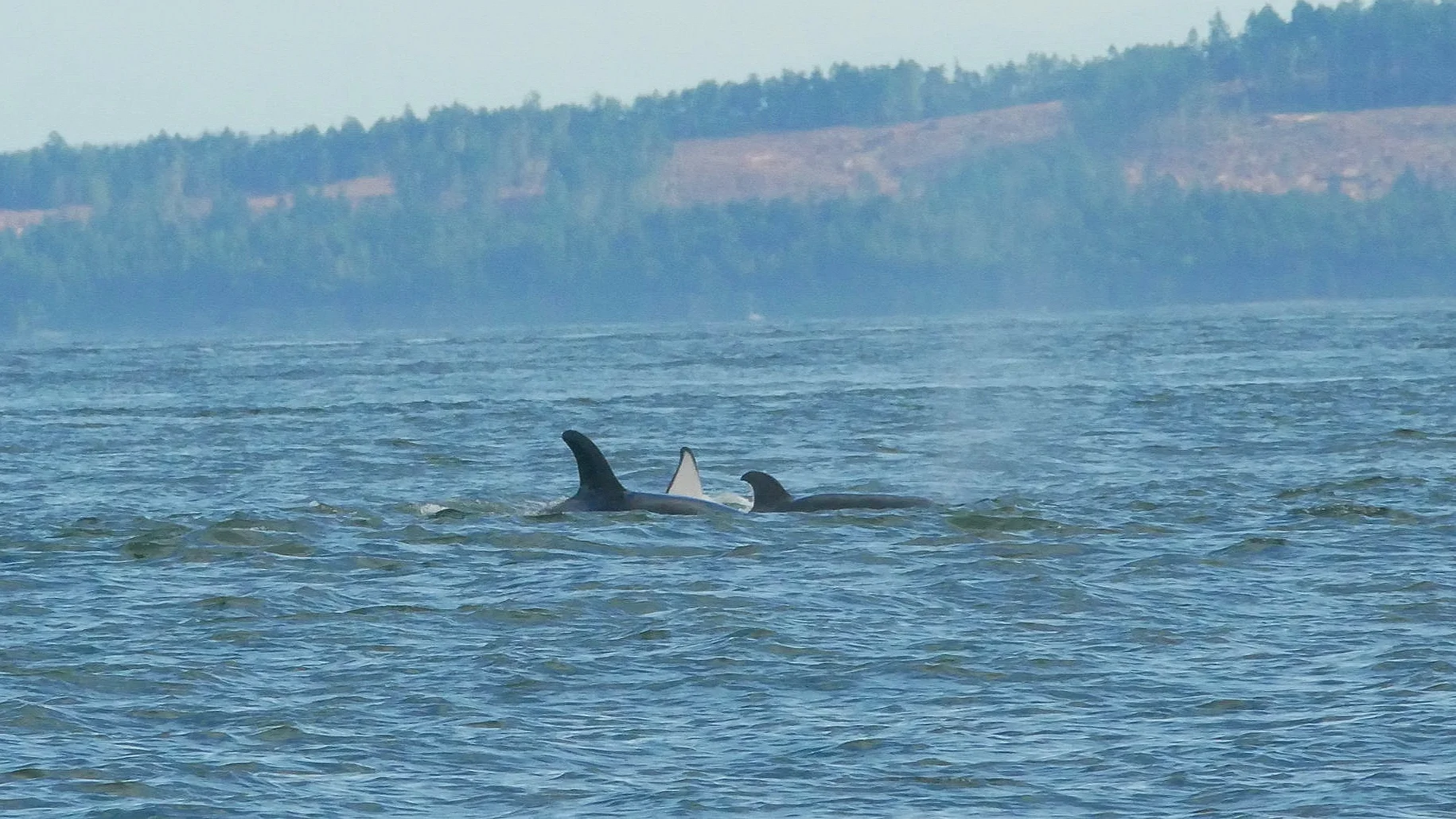 T65A’s playing at the surface. Photo by Cheyenne Brewster.