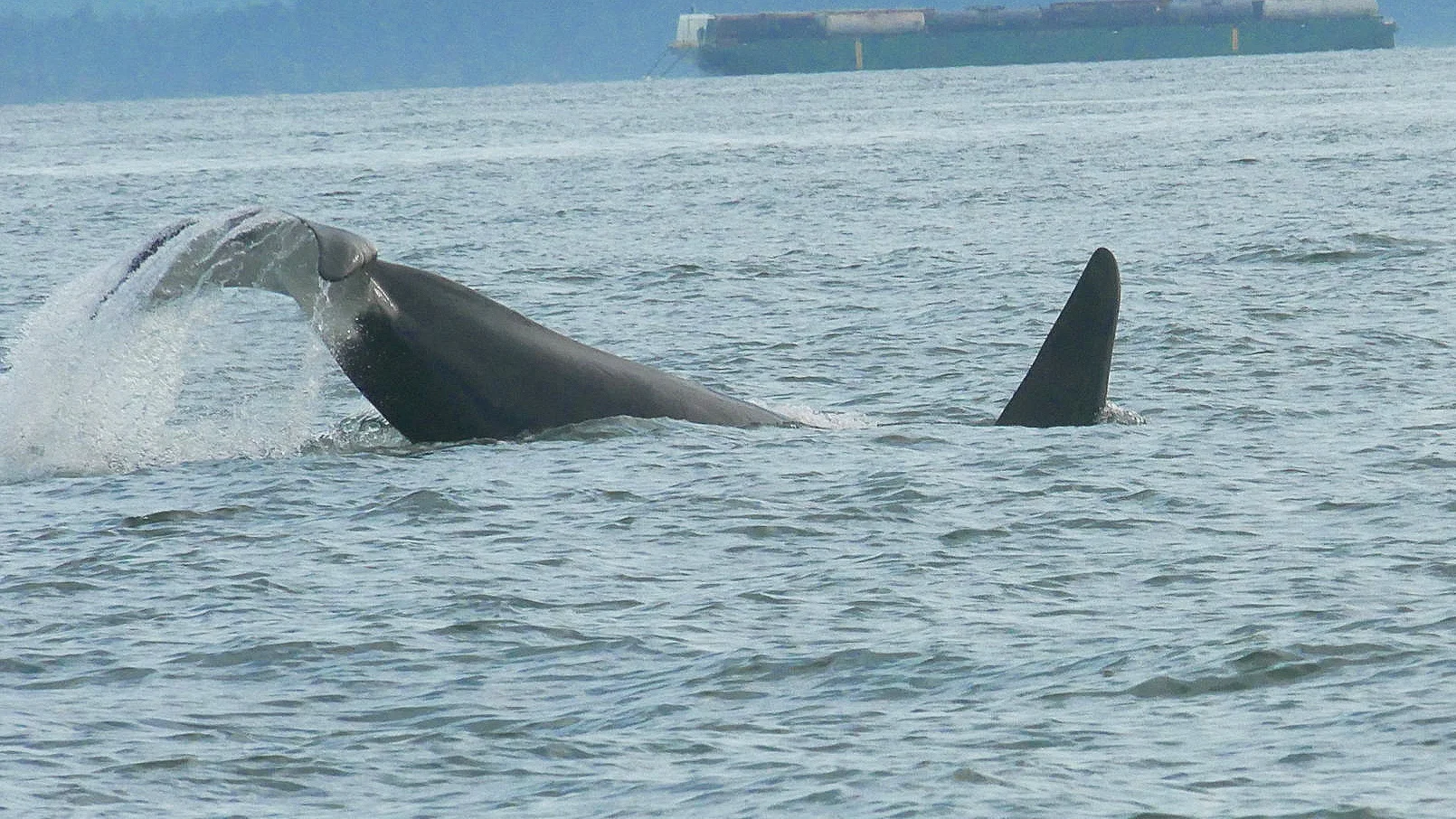 July 1, 2019 - Orcas near Patos Island