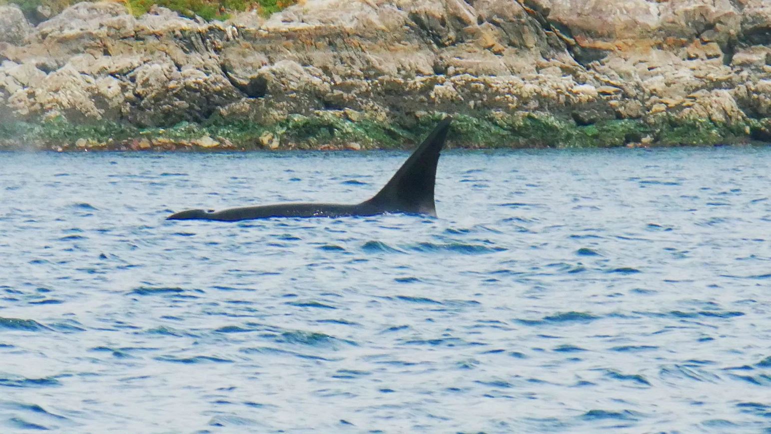 T124C, Cooper. He has a distinct notch about midway down his dorsal fin. Can you see it? Photo by Cheyenne Brewster (10:30).