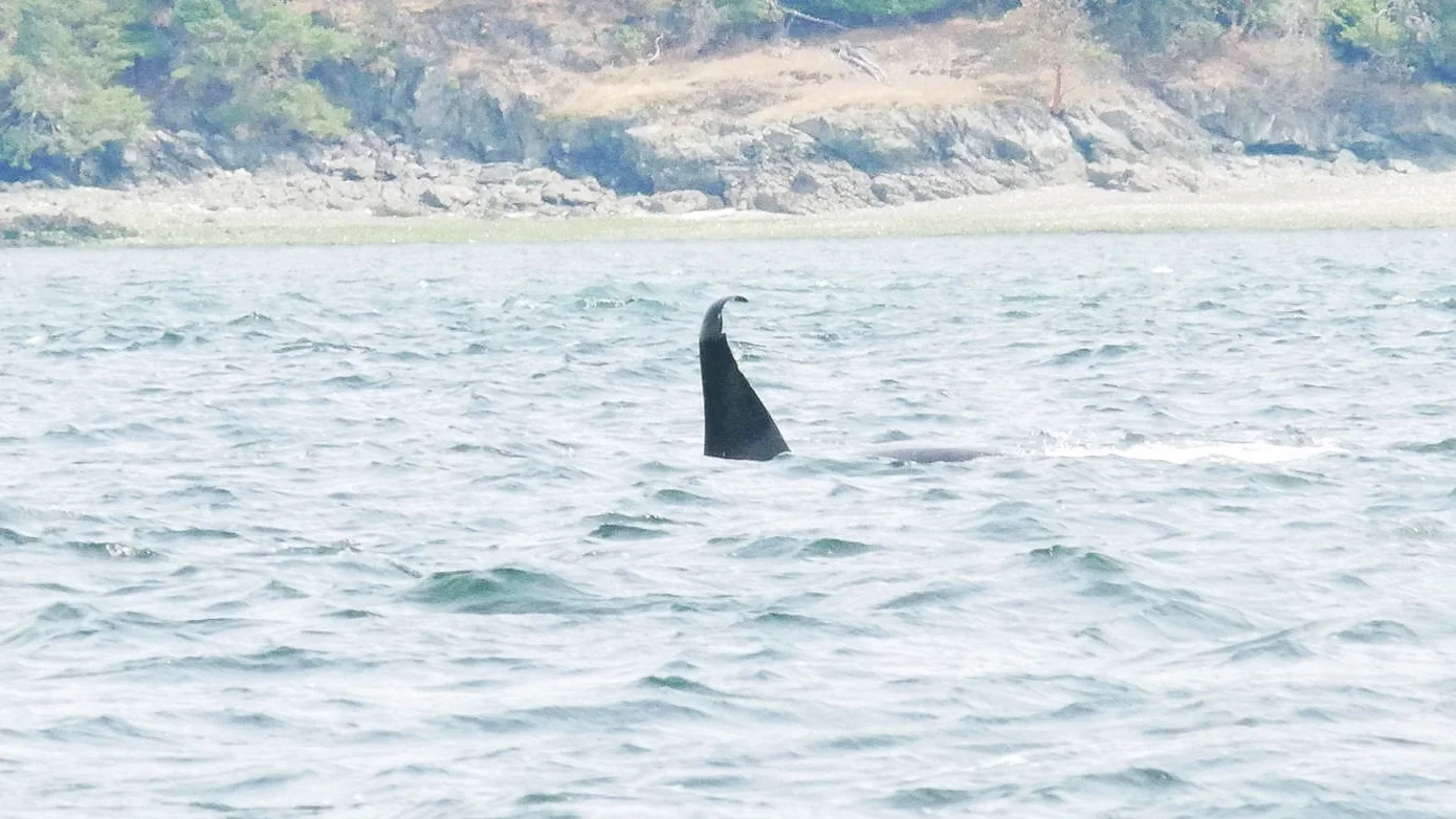 T46D. The tip of his dorsal fin has started to bend over. Photo by Cheyenne Brewster (10:30).
