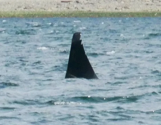 T46D. He has two large notches out of the tip of his dorsal fin, similar to a serrated knife. Photo by Cheyenne Brewster (10:30).