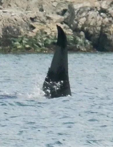 T46E. He has a notch in his dorsal fin similar to T124C/Cooper, but his fin has started to curve, and the notch has a finger-like protrusion off the back. Photo by Cheyenne Brewster (10:30).