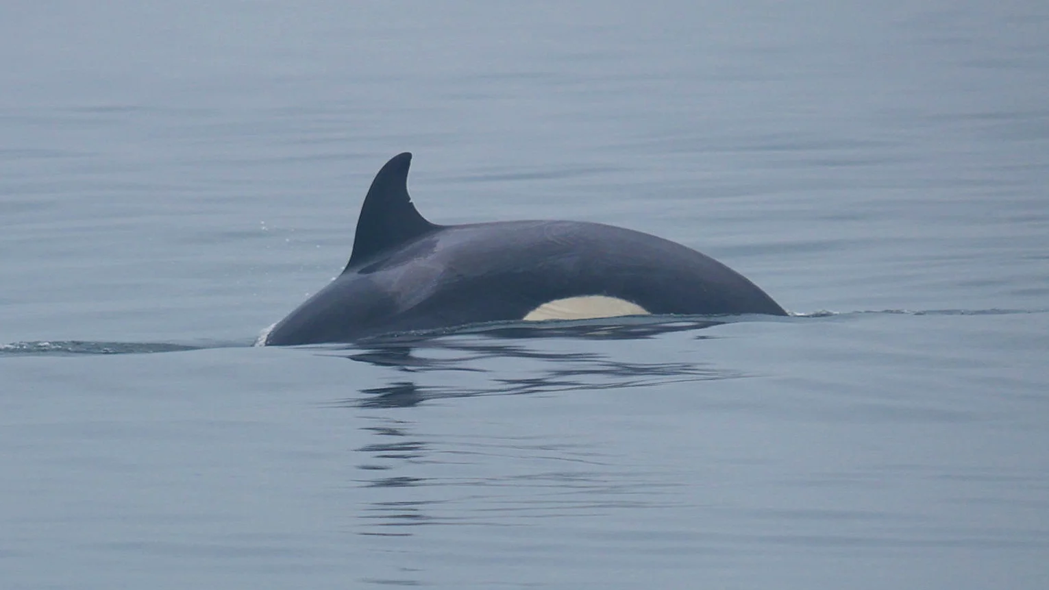 T124A2B was born in 2016! Photo by Cheyenne Brewster. (10:30)
