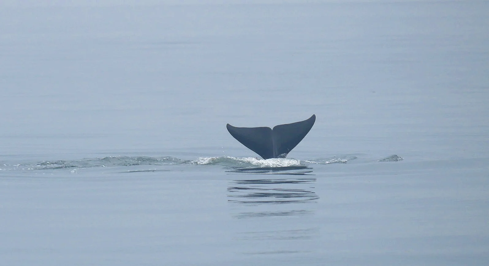 Tail fins! Photo by Cheyenne Brewster. (10:30)