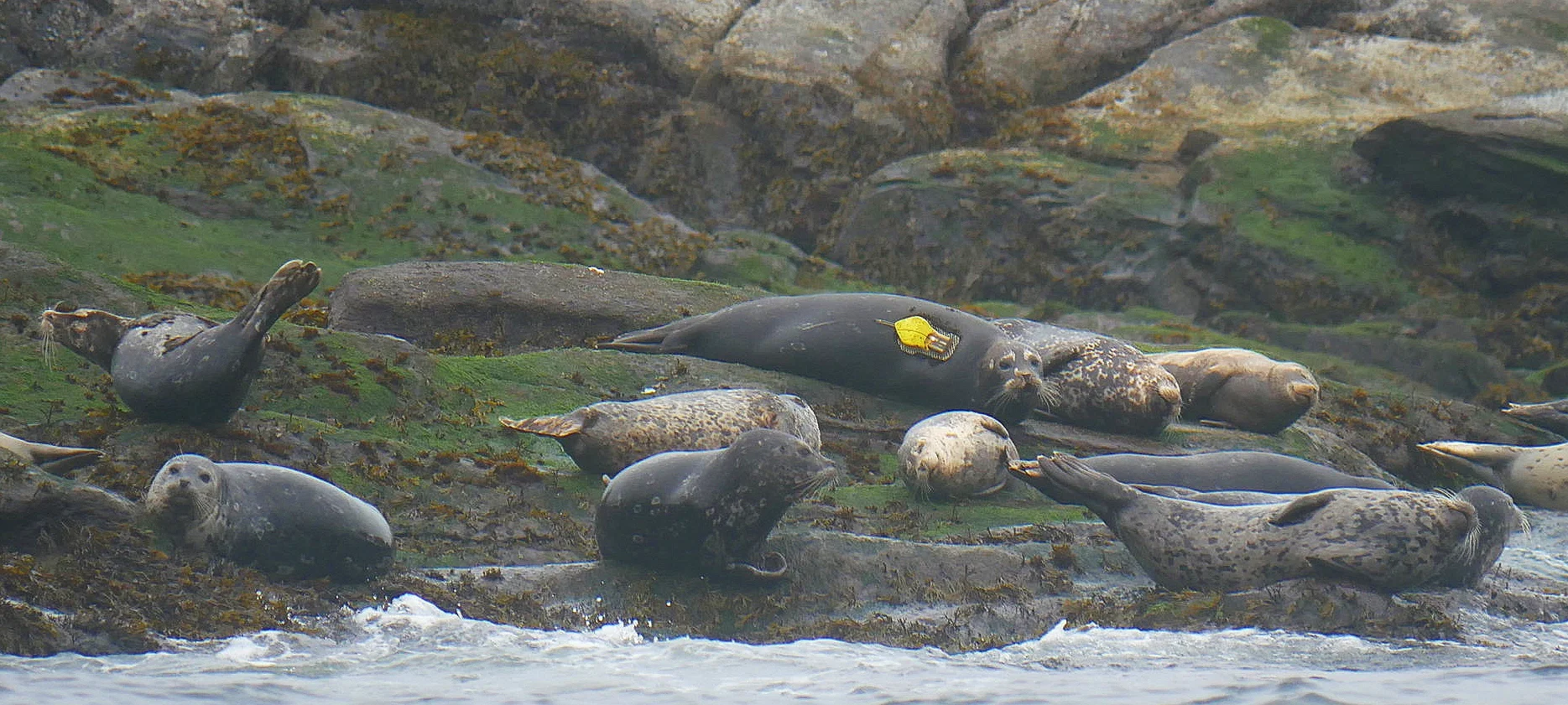 Tagged Seal hanging out on Snake Island! Photo by Cheyenne Brewster. (10:30)