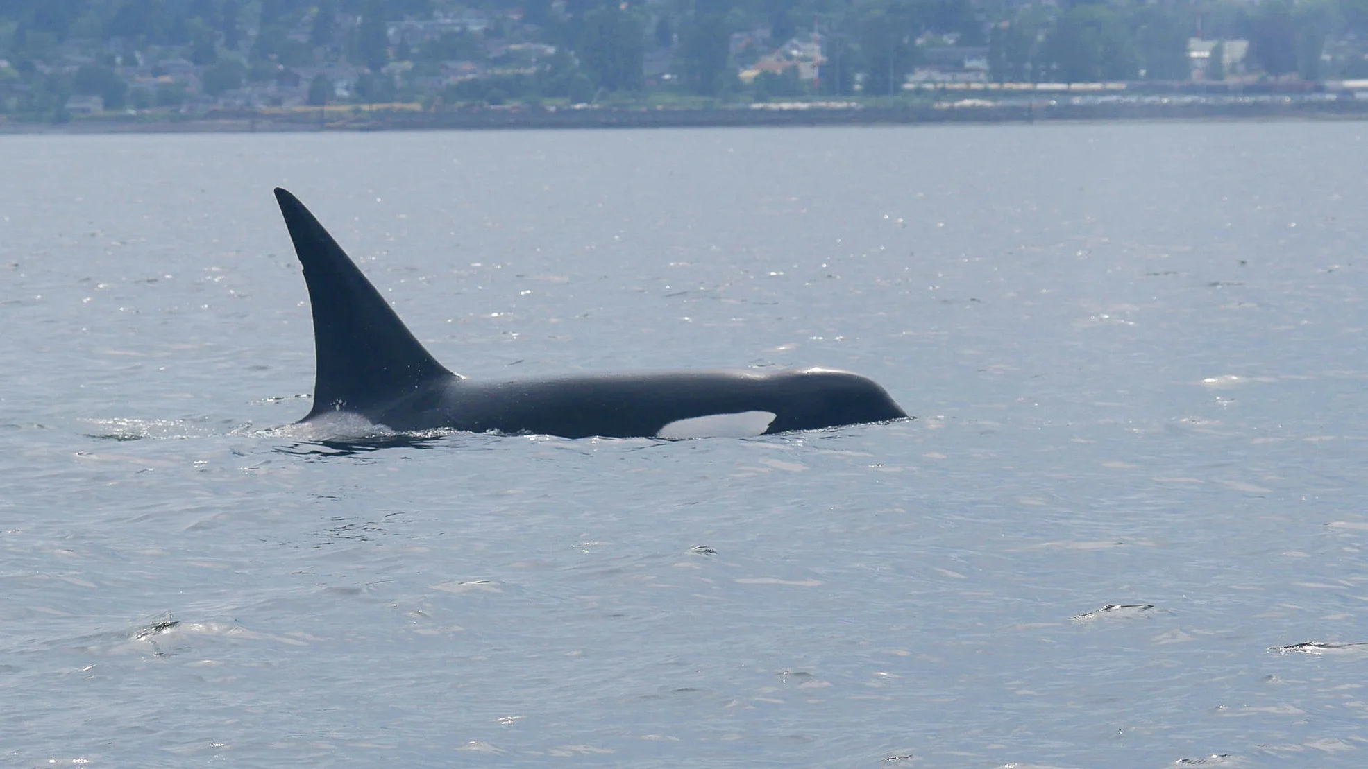 Cooper (T124C) is such a handsome boy! Photo by Rebeka Pirker. (3:30)