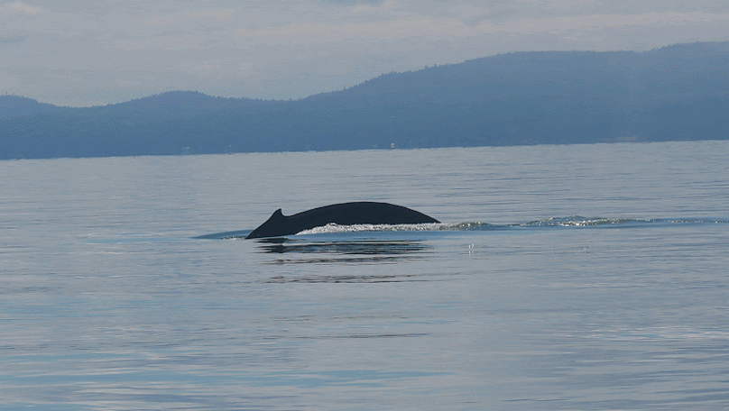 Humpback whales show their fluke (tail) when they take a deep dive. Photos by Rebeka Pirker