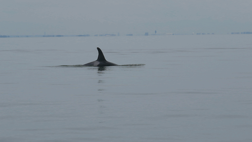 Diving time. Photo by Rebeka Pirker (3:30).
