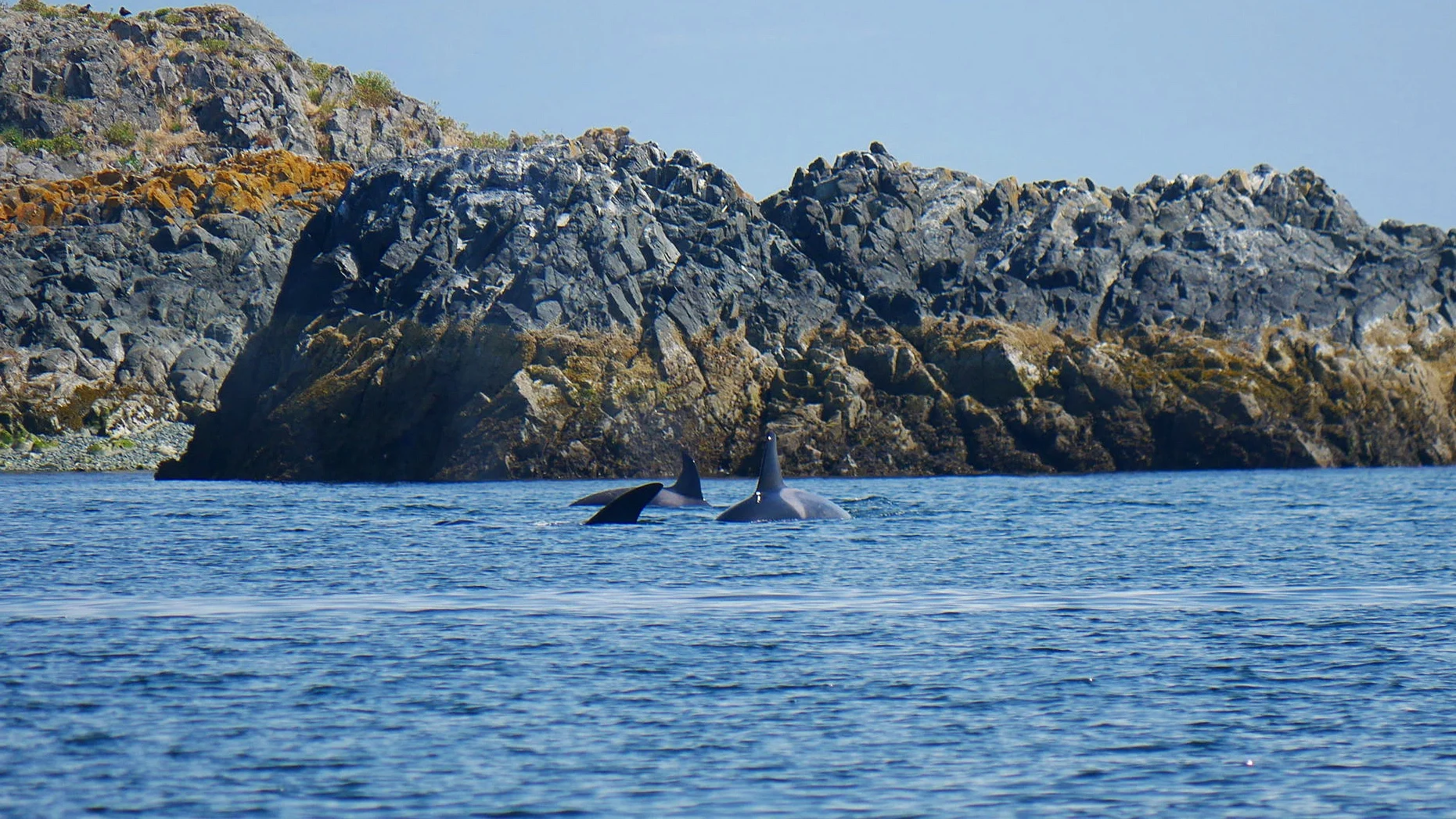 Rocky (T2C1), Tumbo (T2C2) hanging out with their sister Lucy (T2C3) by Snake Island. Photo by Rebeka Pirker (10.30)