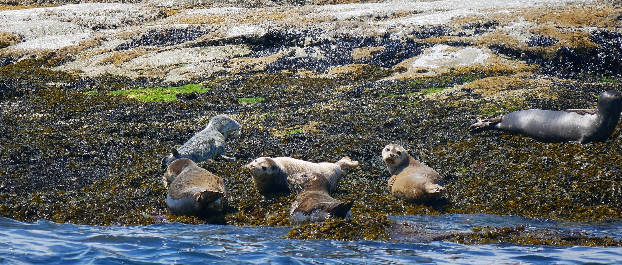Harbour Seals are pretty darn cute! Photo by Rebeka Pirker (10.30)