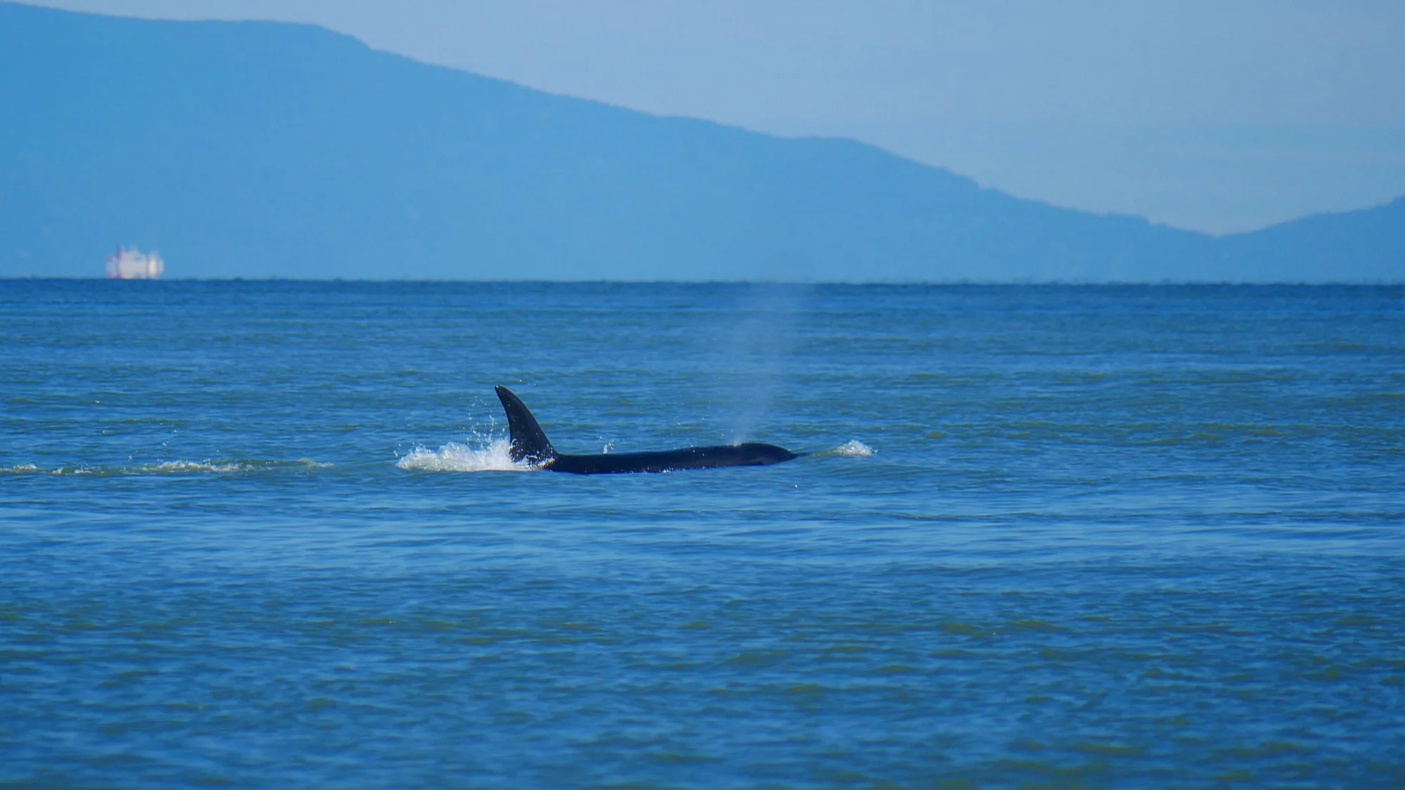 Chunk (T65B). Photo by Rebeka Pirker (3.30)