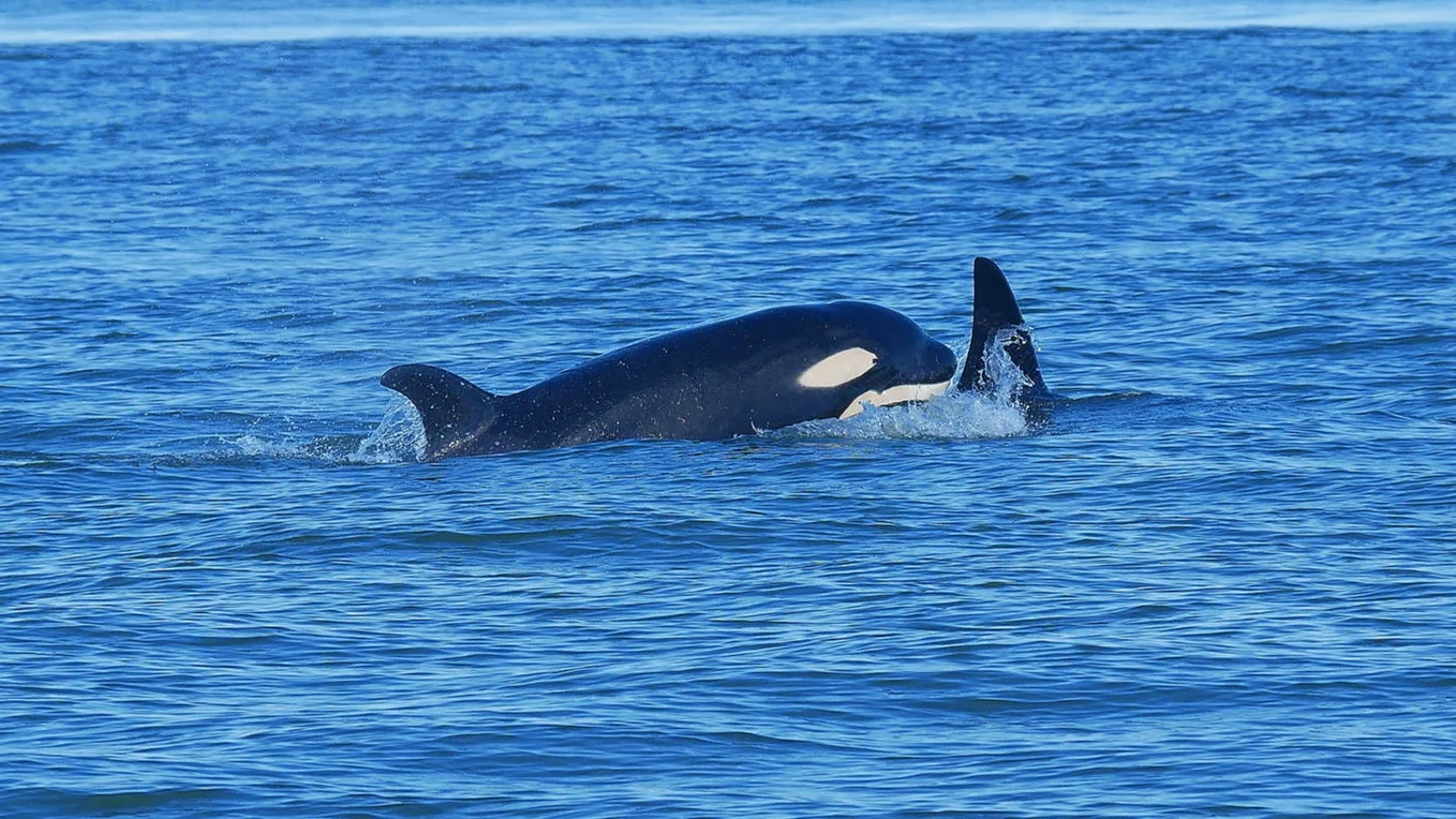 July 12, 2019 - T2C's at Snake Island and T65B's at the Apex!