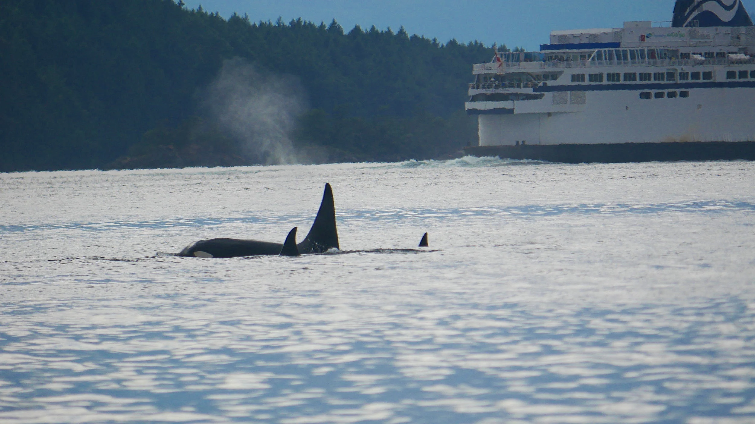 The Church and the rest of the 77’s next to a BC ferry. Photo by Cheyenne Brewster (3.30)