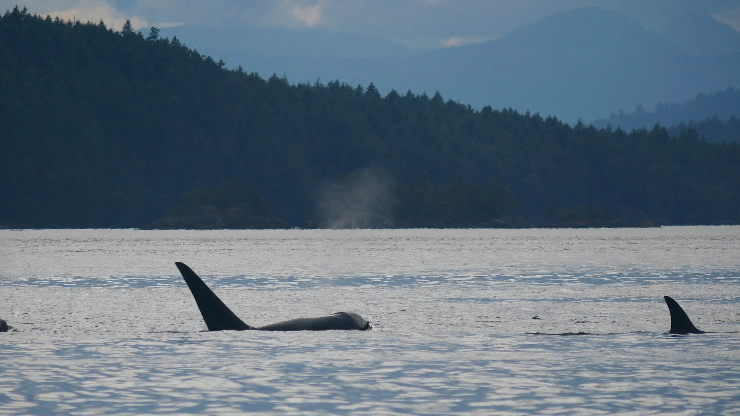 July 11, 2019 - Elusive humpbacks and orcas near North Pender