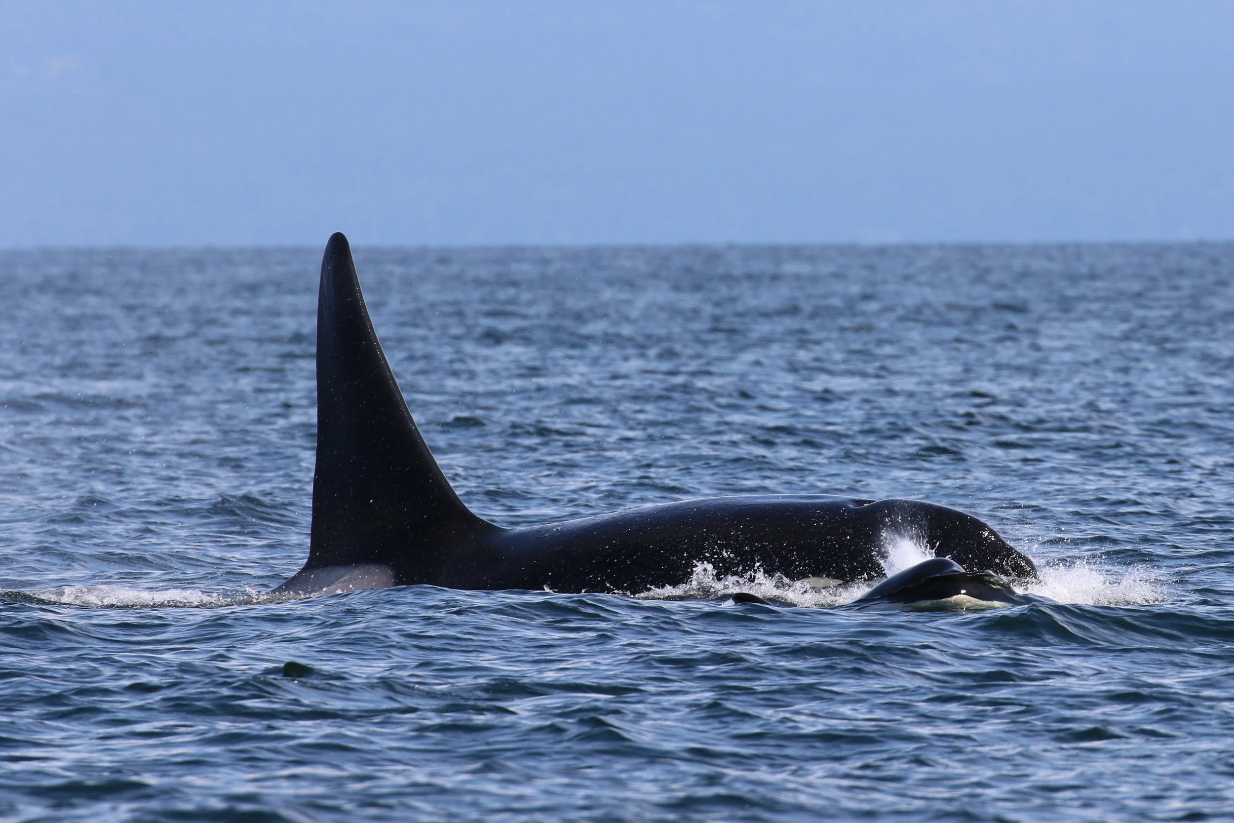 July 13, 2019 - Whale soup! 