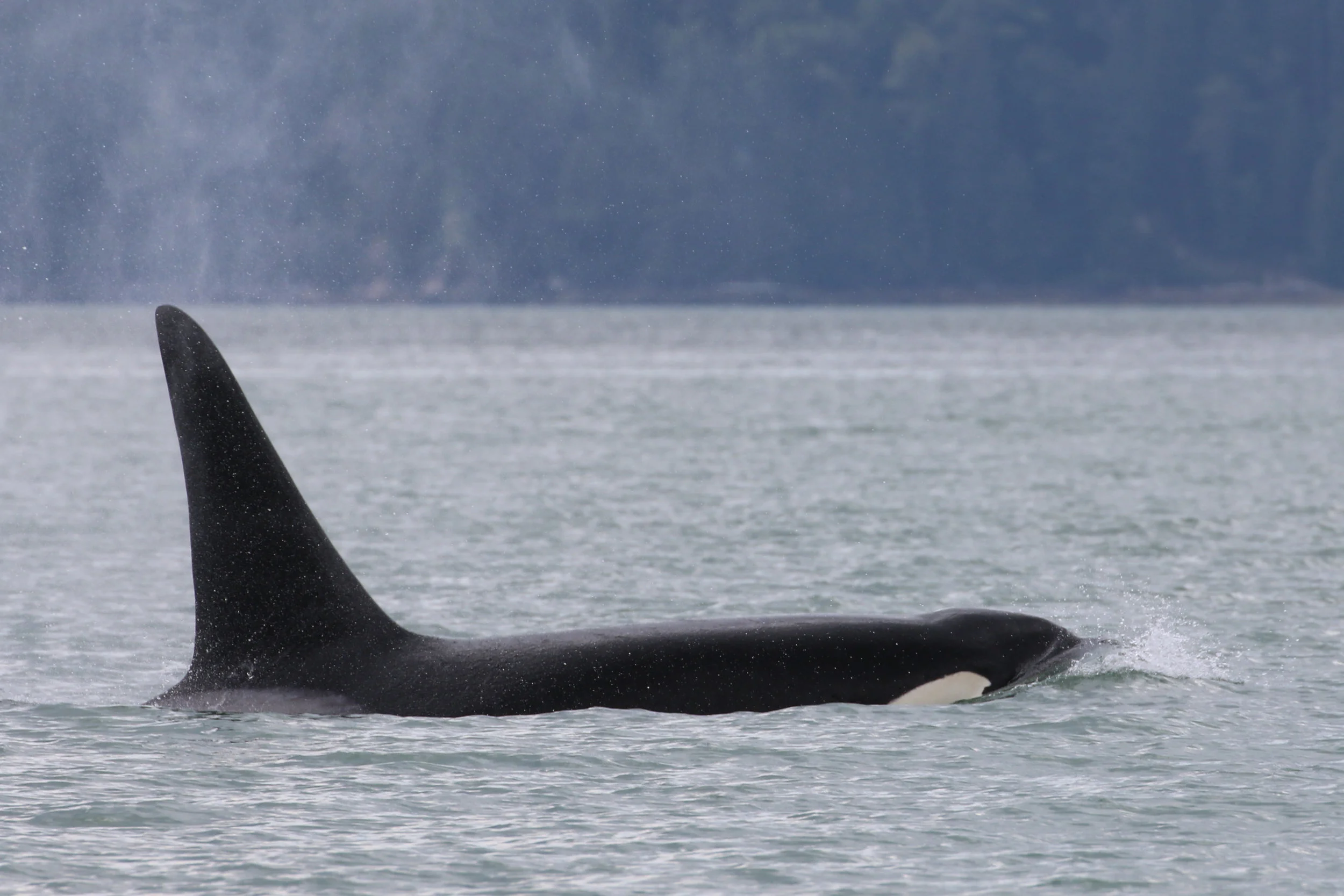 July 14, 2019 - Humpbacks in the straight and Orcas in the Sound!