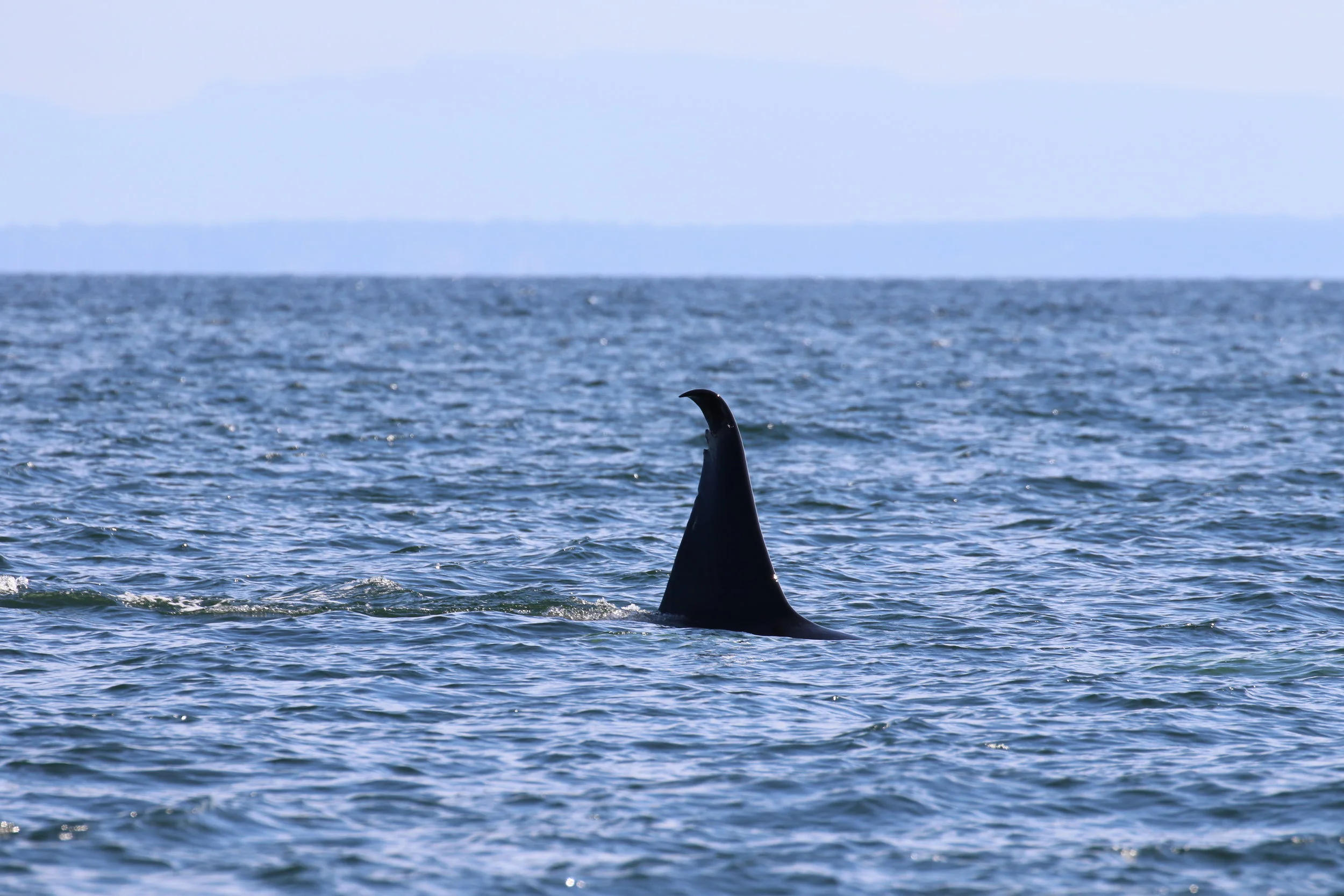 July 15th Orcas in the Sound — Vancouver Island Whale Watch Nanaimo BC