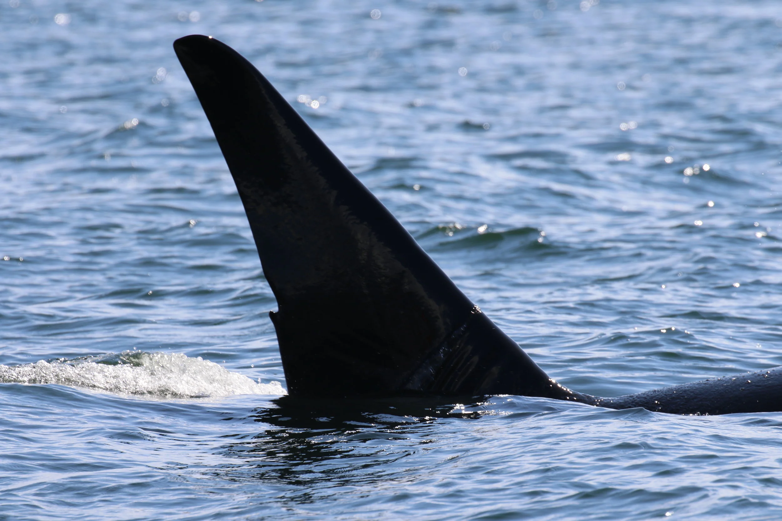 July 15, 2019 - Orcas in the Sound
