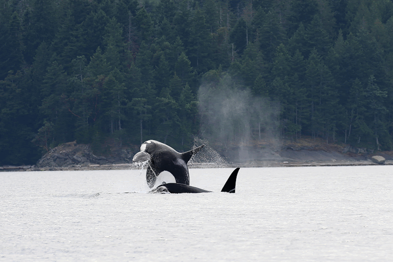 Breach, tail slap, and a pec slap all in one! Photo by Val Watson (3:30).