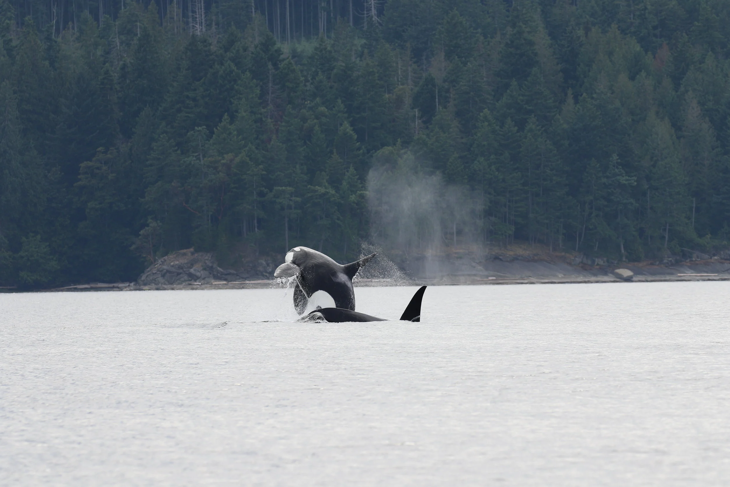 July 16, 2019 - T46's across the Strait and T101's at Valdes Island