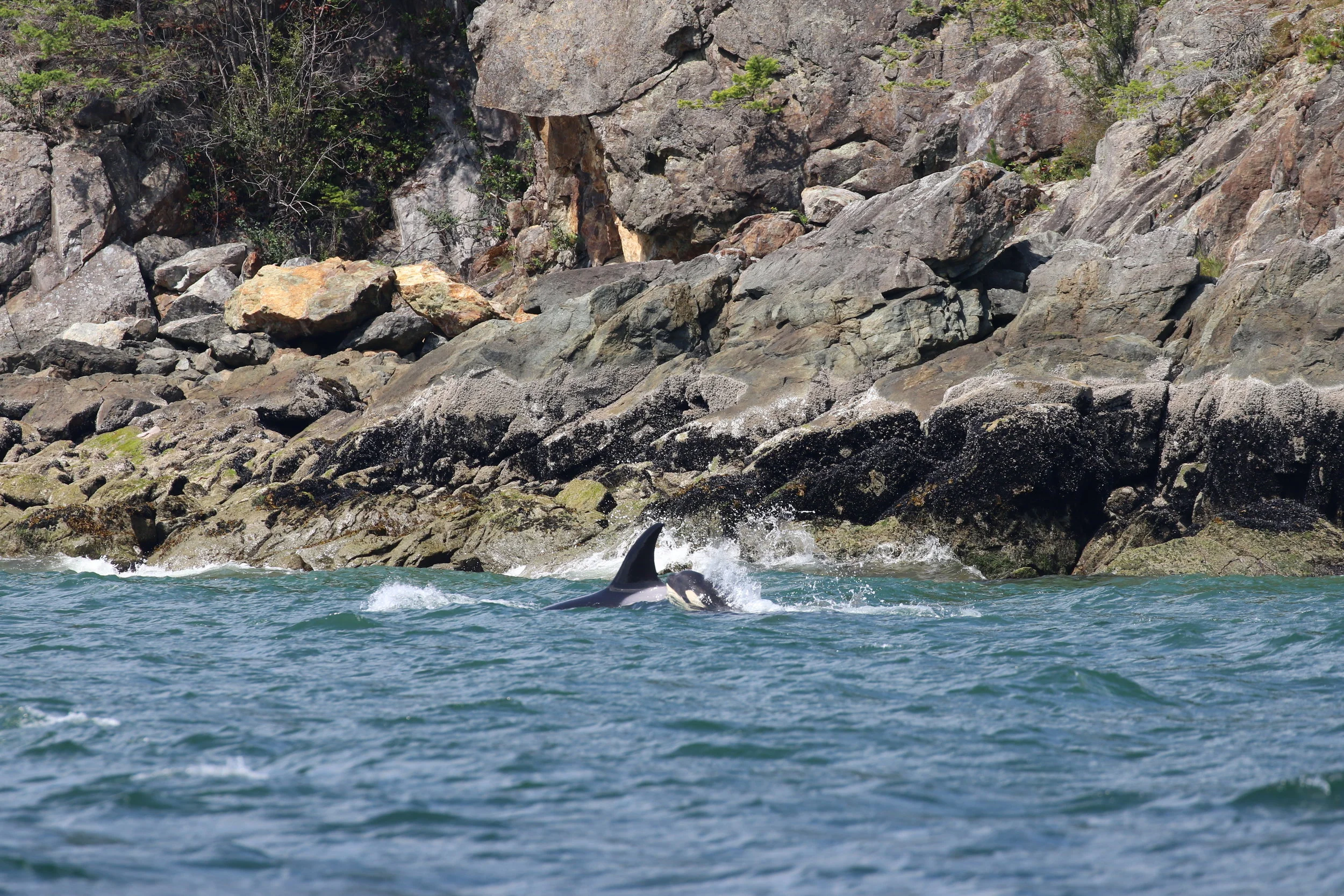 July 18, 2019 - T36's by Anvil Island