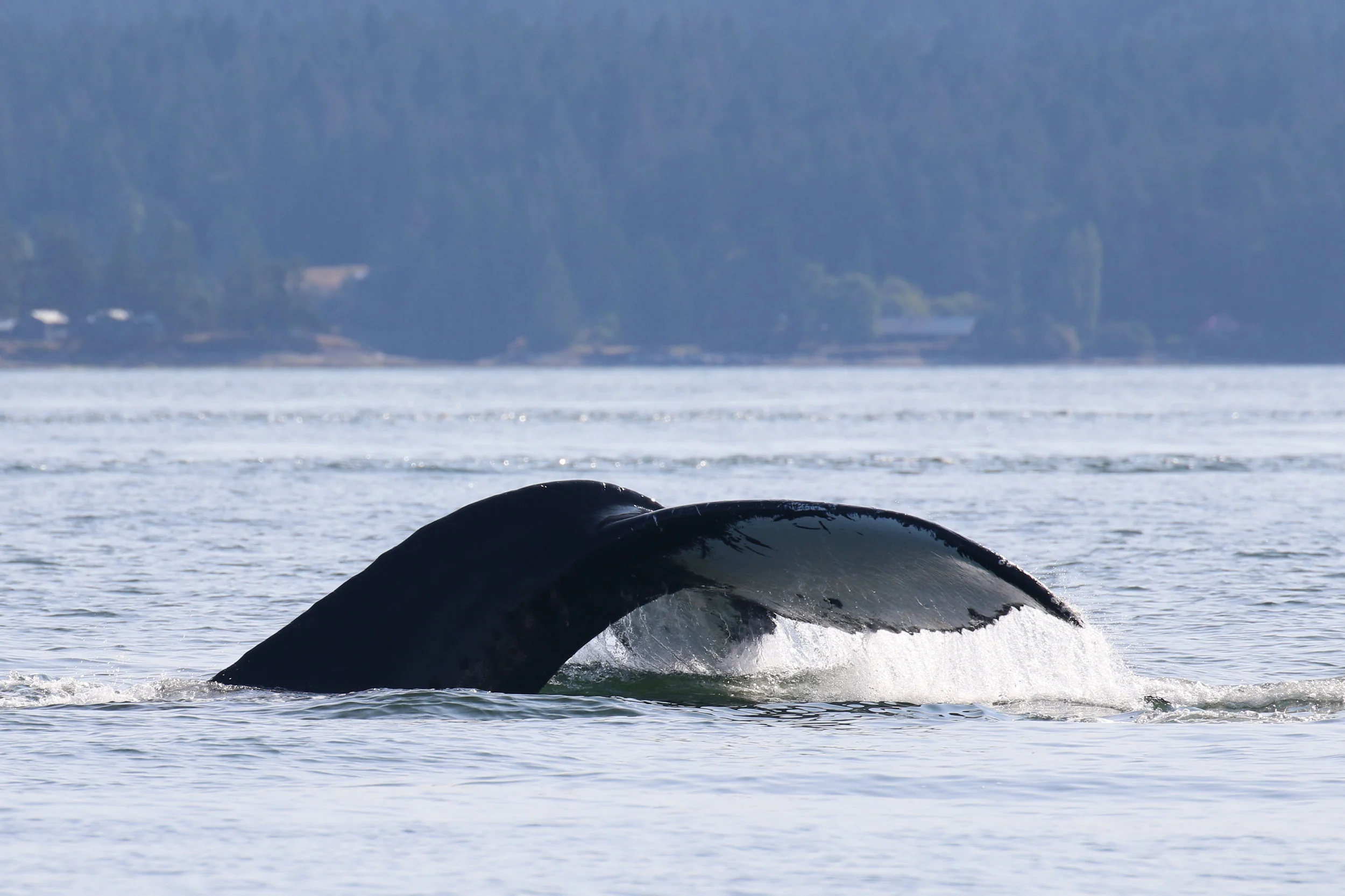 July 19, 2019 - Whales galore all around the Strait of Georgia!