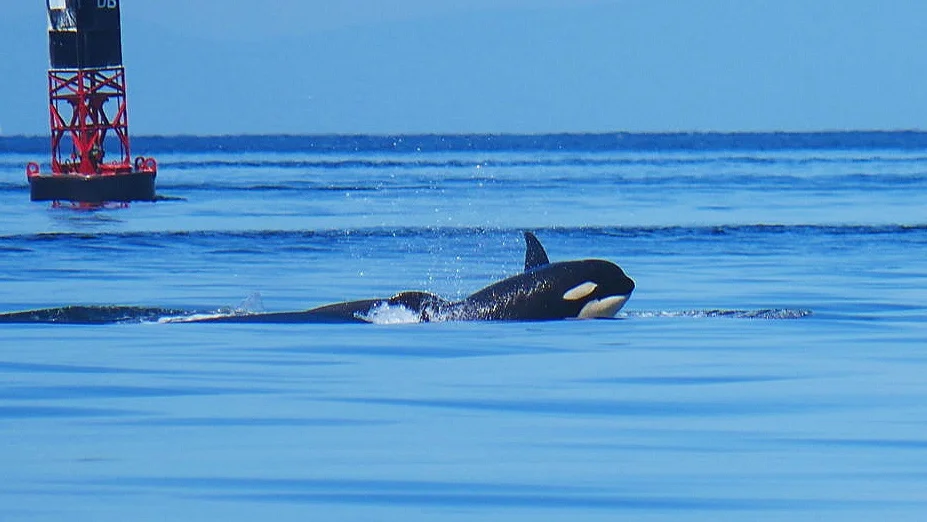 July 20, 2019 - T65A's, T77's and humpbacks!