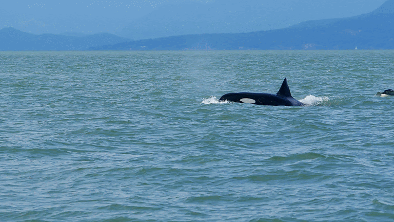 Surfacing by the whole family! Photos by Rebeka Pirker.